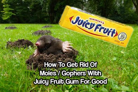 How to get rid of gophers and moles. Things To Know About How to get rid of gophers and moles. 
